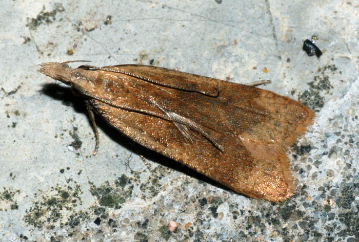 Gelechiidae 2